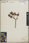Foto von Salix hastata L.